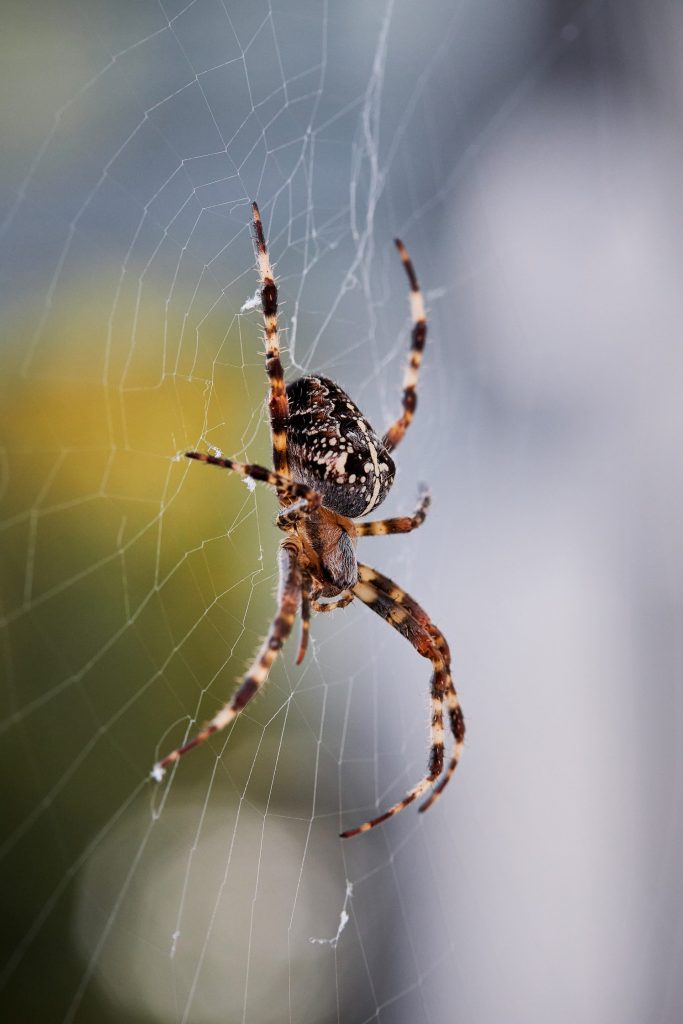 Treating spider bites can seem scary and daunting. Dr. Robert Unsell can help!